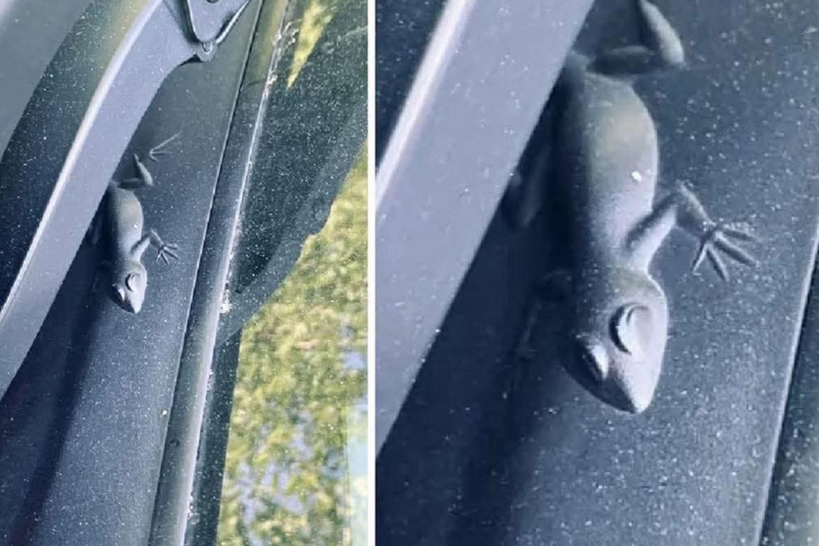 Jeep skrite živalice